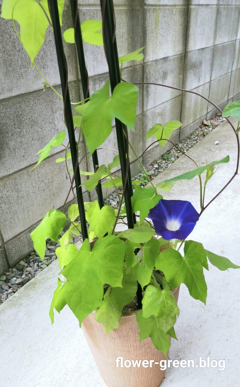 2023年 今年、最初に咲いた朝顔 | flower-green.blog