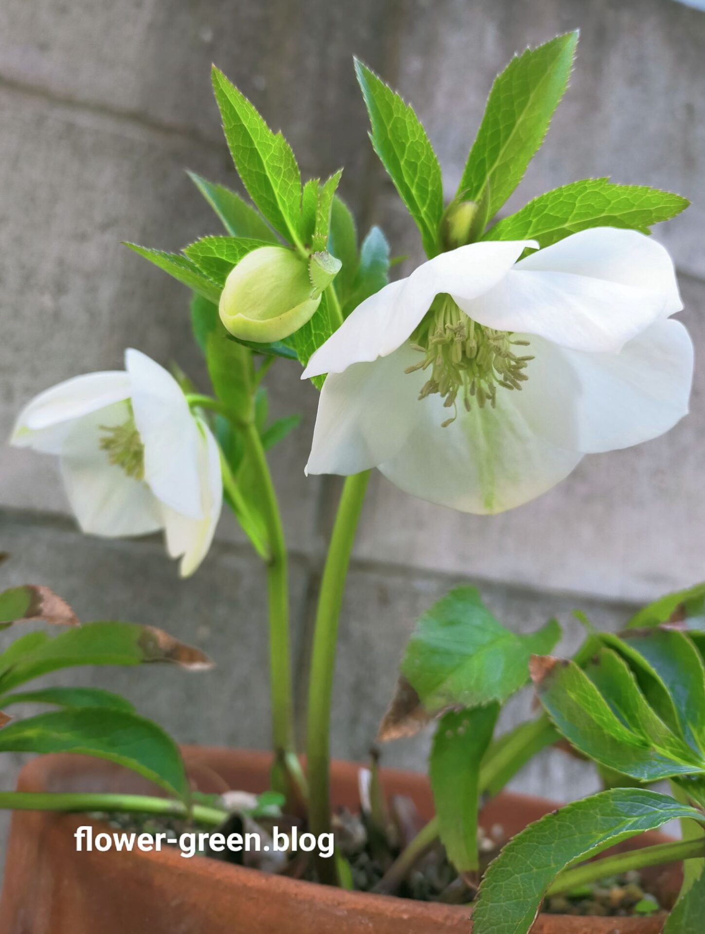 クリスマスローズの特徴と育て方 | flower-green.blog花とみどりのある暮らし